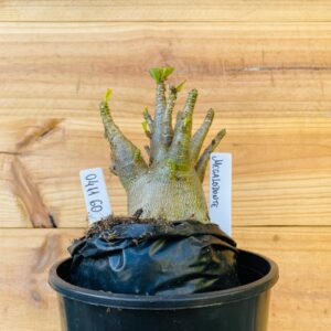 0411 60 Arabicum Megalodonte - F2 12 meses