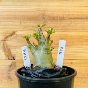 0411 63 Arabicum Hulk - F2 12 meses