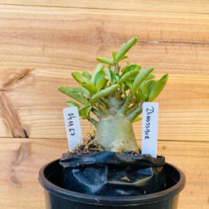 0411 67 Arabicum Dinossaur - F2 12 meses