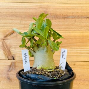 0411 74 Arabicum Tyson - F2 12 meses