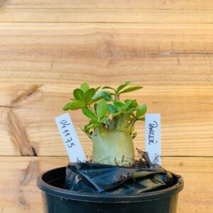 0411 75 Arabicum Panzer  - F2 12 meses