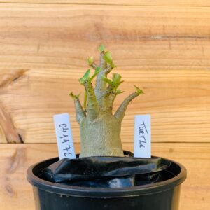 0411 76 Arabicum Turtle - F2 12 meses