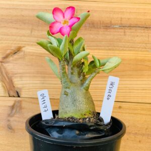 0411 77 Arabicum Hesfero - F2 12 meses