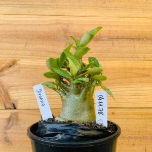 0411 78 Arabicum Dynamo - F2 12 meses