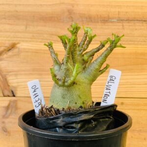 0411 79 Arabicum Galvatron - F2 12 meses