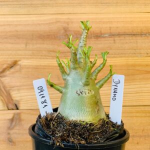 0411 81 Arabicum Dynamo - F2 12 meses