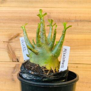 0411 82 Arabicum Megalodonte - F2 12 meses