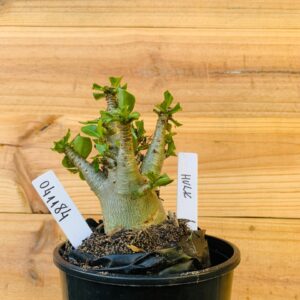 0411 85 Arabicum Megatron - F2 12 meses