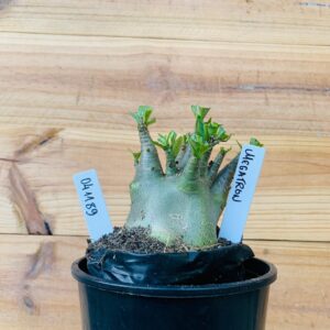 0411 89 Arabicum Megatron - F2 12 meses