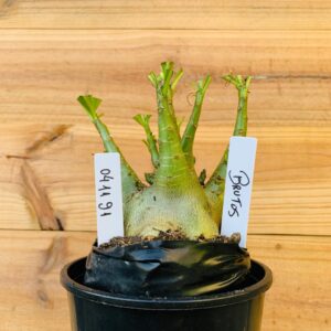 0411 91 Arabicum Brutos - F2 12 meses