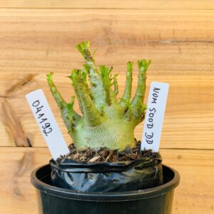 0411 92 Arabicum Nom Sod DD - F2 12 meses