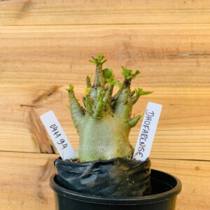 0411 94 Arabicum Dhofarense - F2 12 meses