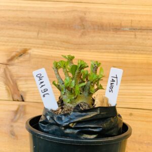 0411 96 Arabicum Tanos - F2 12 meses