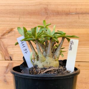 0411 97 Arabicum Tanos - F2 12 meses