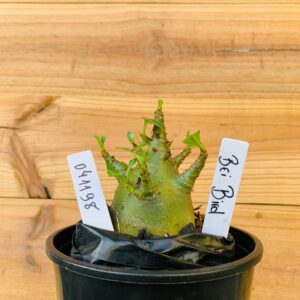 0411 98 Arabicum Bei Bid - F2 12 meses