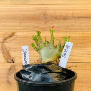 0411 99 Arabicum Dinossaur - F2 12 meses