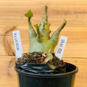 0411 100 Arabicum Megatron - F2 12 meses