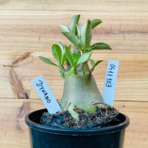 0411 103 Arabicum Dynamo - F2 12 meses