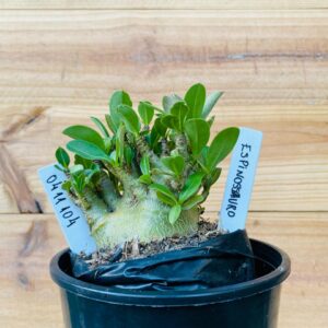 0411 104 Arabicum Espinossauro - F2 12 meses