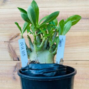 0411 105 Arabicum Tanos - F2 12 meses