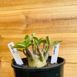 0511 01 Arabicum Aeung - F2 12 meses