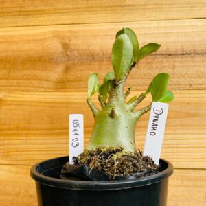 0511 03 Arabicum Dynamo - F2 12 meses