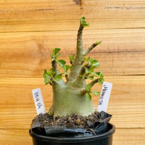 0511 04 Arabicum Mammoth - F2 12 meses