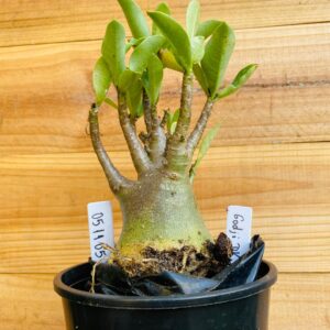 0511 05 Arabicum Godji Dk - F2 12 meses