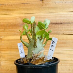 0511 06 Arabicum Bei Bid - F2 12 meses