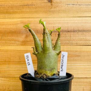 0511 07 Arabicum Megalodonte - F2 12 meses