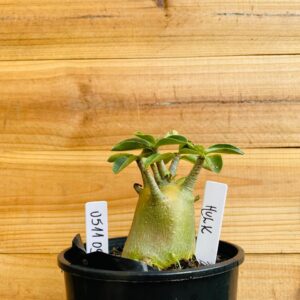 0511 09 Arabicum Hulk - F2 12 meses