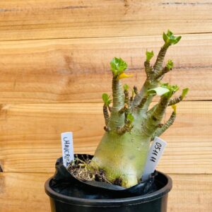 0511 11 Arabicum Maverick - F2 12 meses