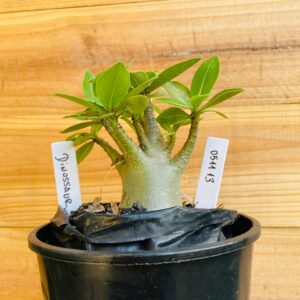 0511 13 Arabicum Dinossaur - F2 12 meses