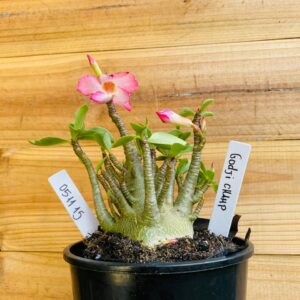 0511 15 Arabicum Godji Champ - F2 12 meses