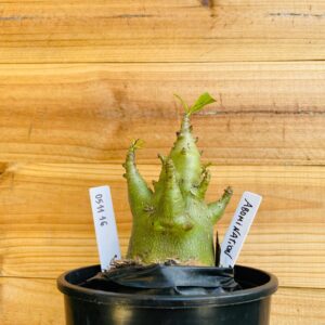 0511 16 Arabicum Abomination - F2 12 meses