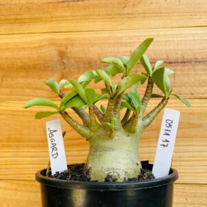 0511 17 Arabicum Asgard - F2 12 meses