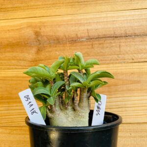 0511 18 Arabicum Tanos - F2 12 meses