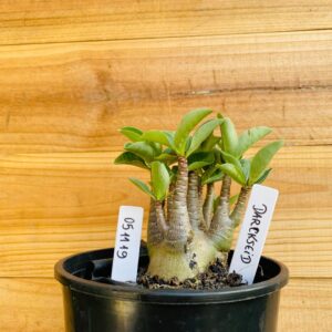 0511 19 Arabicum Darkseid - F2 12 meses