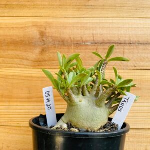 0511 20 Arabicum Tanos - F2 12 meses