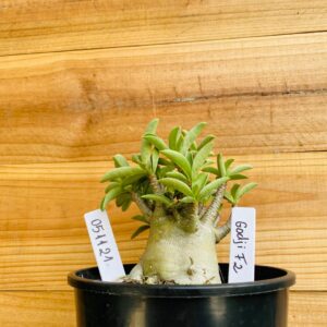 0511 21 Arabicum Godji - F2 12 meses