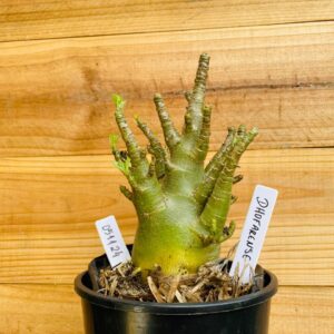 0511 24 Arabicum Dhofarense - F2 12 meses