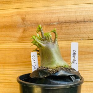 0511 25 Arabicum Cadman - F2 12 meses