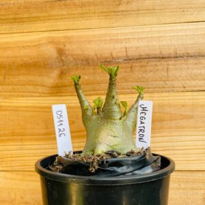 0511 26 Arabicum Megatron - F2 12 meses