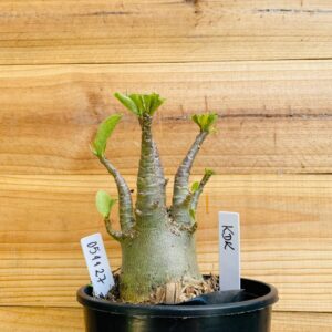 0511 27 Arabicum KDK - F2 12 meses