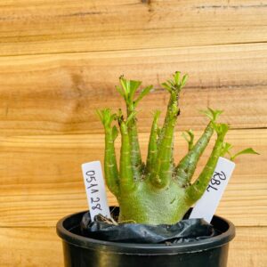 0511 28 Arabicum RBL - F2 12 meses