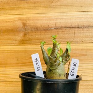 0511 29 Arabicum Turtle - F2 12 meses