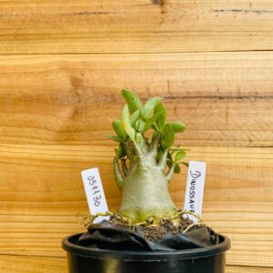 0511 71 Arabicum Tanos - F2 12 meses