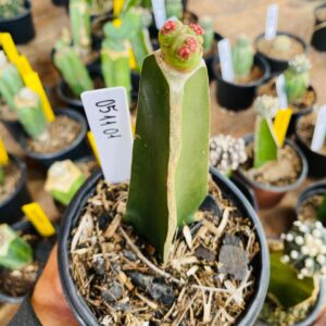 0511 01 Cacto Mammilaria Bocasana Fred