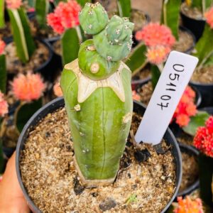 0511 07 Cacto Mertilocacto Stracker