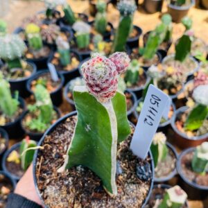 0511 11 Cacto Mammilaria Saboae